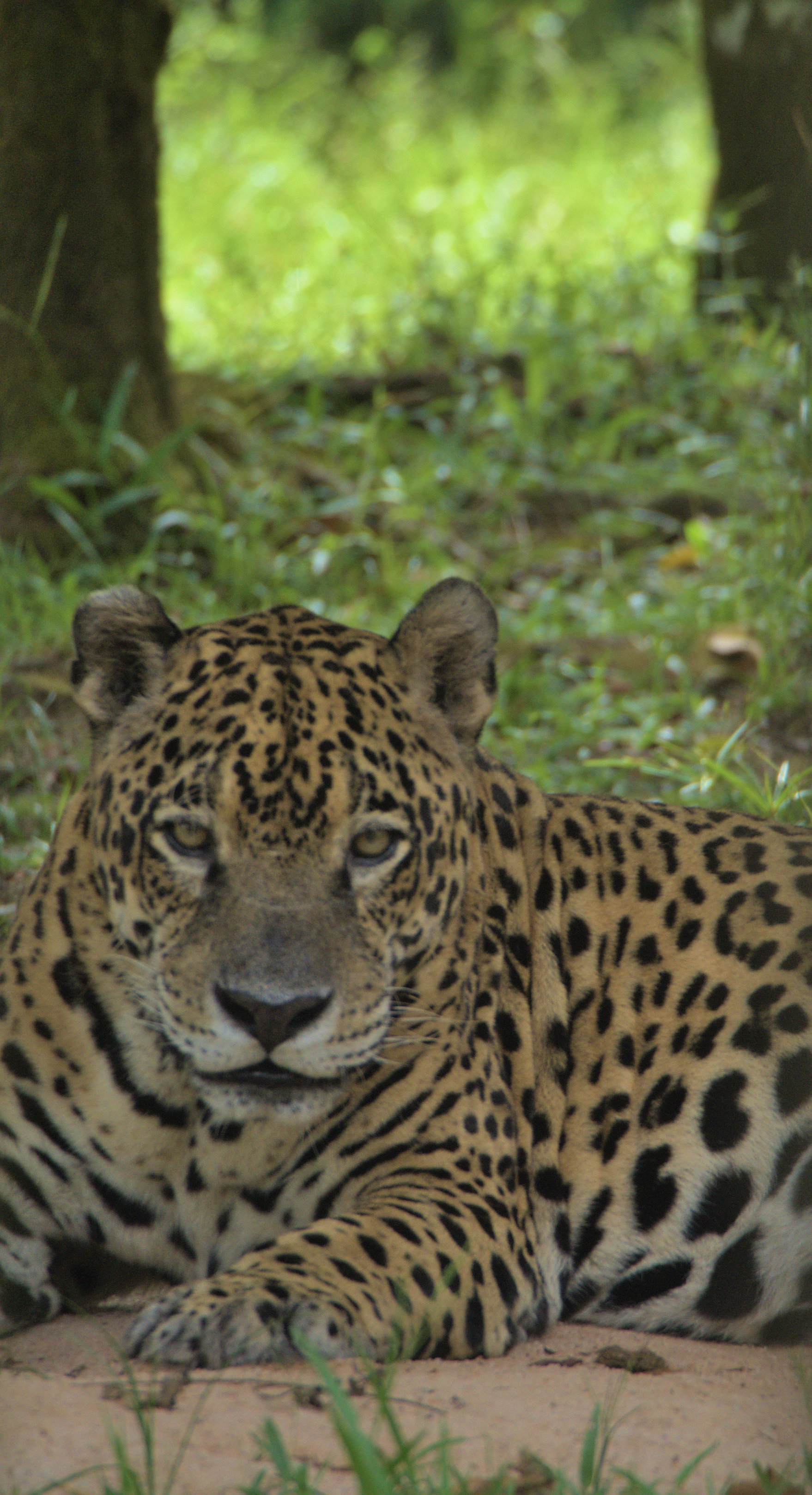 Un vieux jaguar
